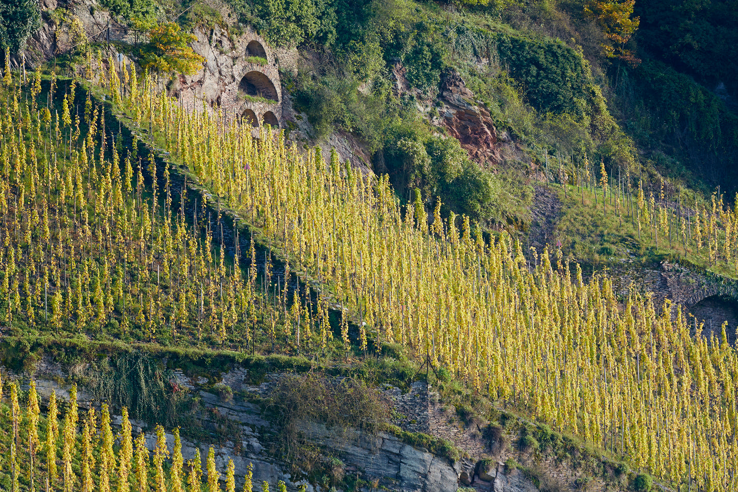 Weingut Vollenweider