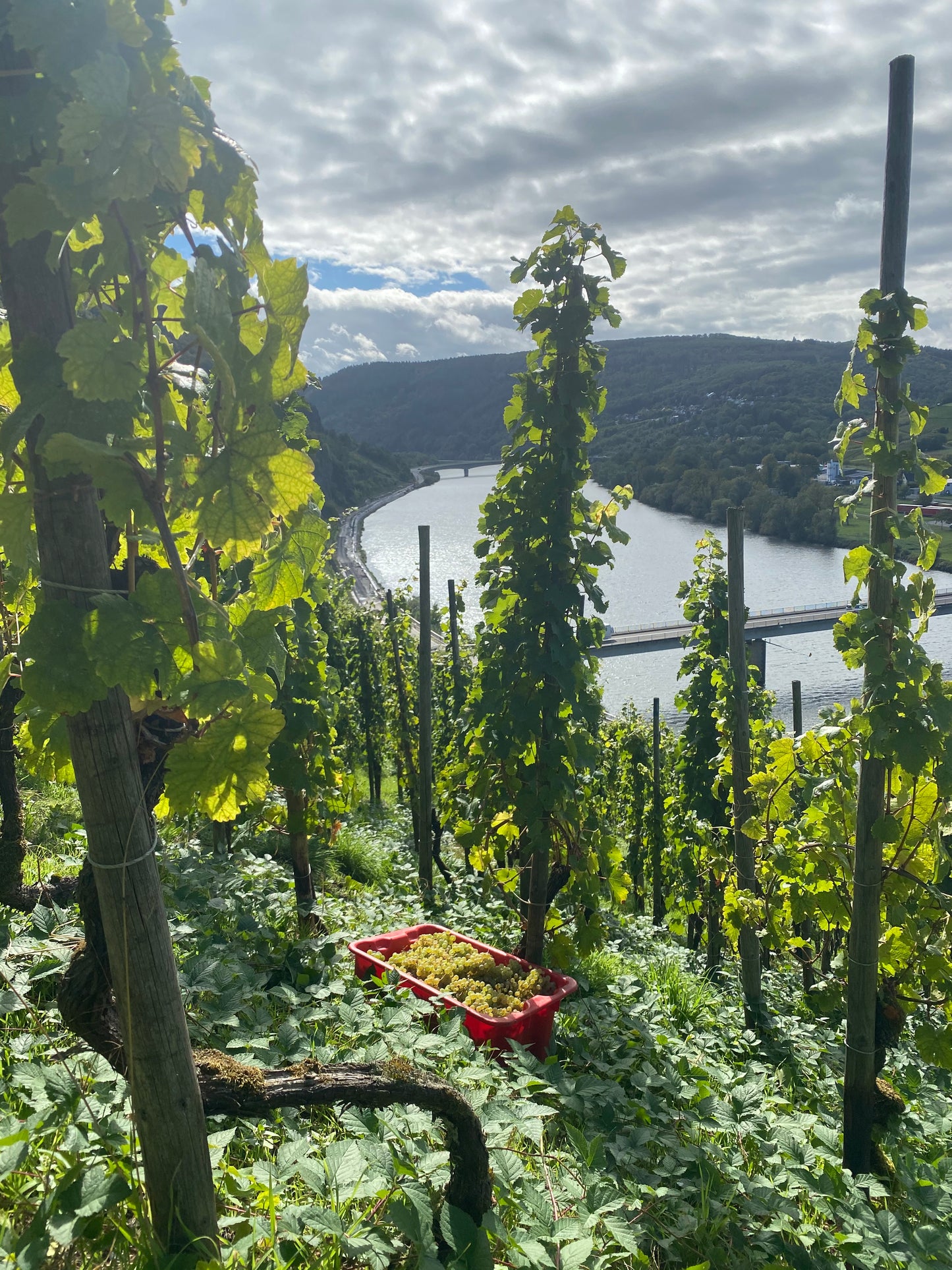 Weingut Vollenweider