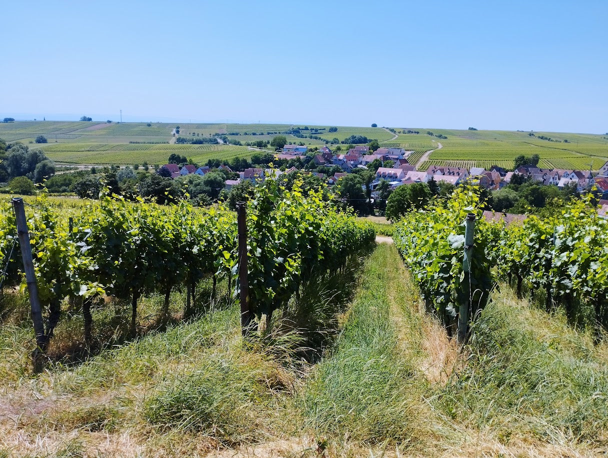 Weingut Leiner