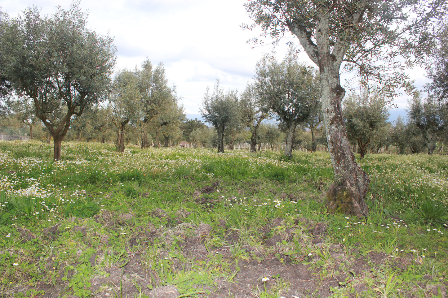 Quinta do Carvalhão Torto