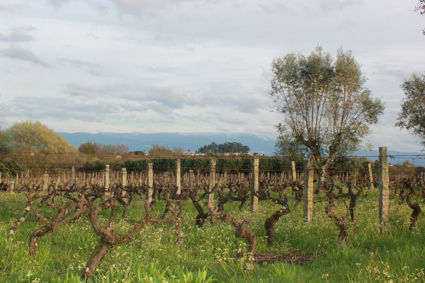 Quinta do Carvalhão Torto